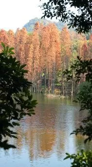 天下名山僧(道)占多,此話不虛。我走進西樵山,被她深